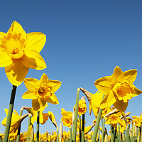 Buy canvas prints of Daffodils in full flower by Kevin Britland