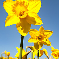 Buy canvas prints of Daffodils in full flower by Kevin Britland