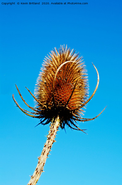 Teasel seed head Picture Board by Kevin Britland