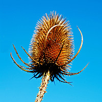 Buy canvas prints of Teasel seed head by Kevin Britland