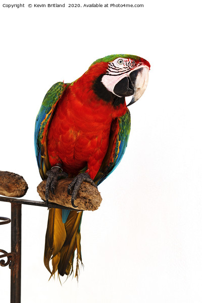 green winged macaw Picture Board by Kevin Britland