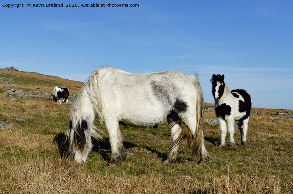 ponies on bodmin moor Picture Board by Kevin Britland