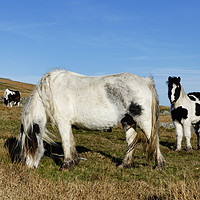 Buy canvas prints of ponies on bodmin moor by Kevin Britland