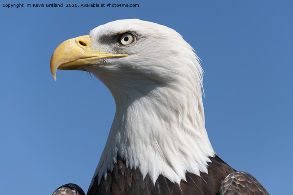 american bald eagle  Picture Board by Kevin Britland