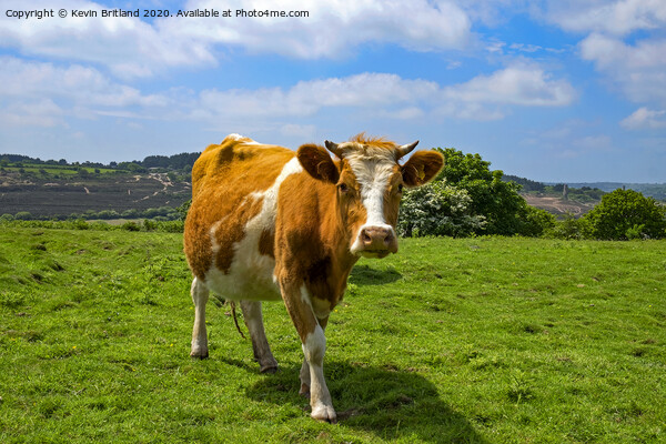 guernsey cow Picture Board by Kevin Britland