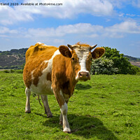 Buy canvas prints of guernsey cow by Kevin Britland
