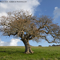Buy canvas prints of The old oak tree by Kevin Britland