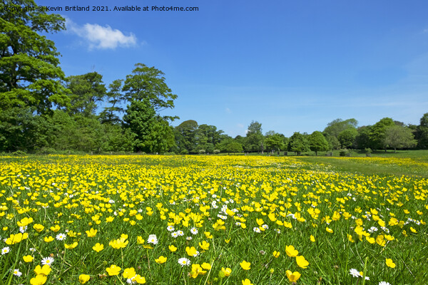 wild flower meadow Picture Board by Kevin Britland