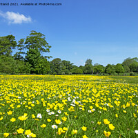Buy canvas prints of wild flower meadow by Kevin Britland