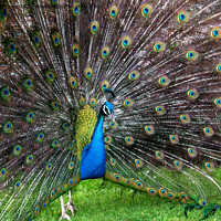 Buy canvas prints of Peacock display by Kevin Britland