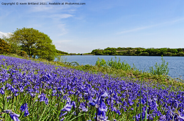 bluebells in cornwall Picture Board by Kevin Britland