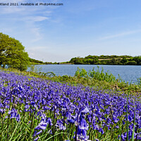 Buy canvas prints of bluebells in cornwall by Kevin Britland