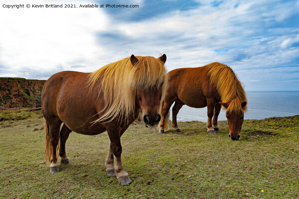 wild ponies grazing Picture Board by Kevin Britland