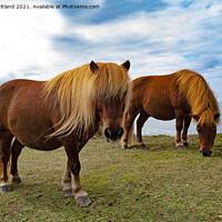 Buy canvas prints of wild ponies grazing by Kevin Britland