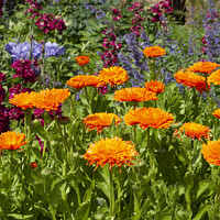 Buy canvas prints of colourful flowerbed by Kevin Britland