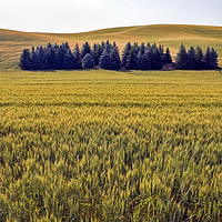 Buy canvas prints of Palouse fields and trees by Luc Novovitch