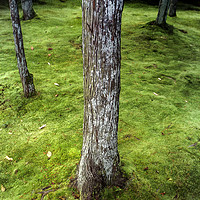 Buy canvas prints of Trees and moss by Luc Novovitch