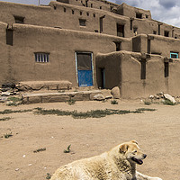 Buy canvas prints of Dog in Taos Pueblo, New Mexico by Luc Novovitch