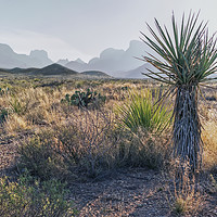 Buy canvas prints of Dagger Cactus in Texas Big Bend by Luc Novovitch