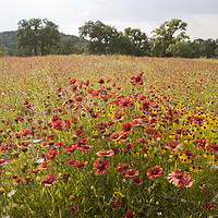 Buy canvas prints of Texas Spring Wildflowers by Luc Novovitch