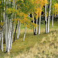 Buy canvas prints of Aspen Trees in Autumn by Luc Novovitch