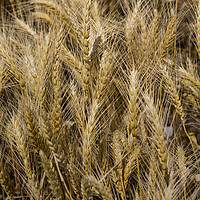 Buy canvas prints of Arkansas Wheat Field by Luc Novovitch