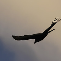 Buy canvas prints of Turkey Vulture Silhouette by Luc Novovitch