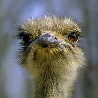 Buy canvas prints of Portrait of an Ostrich by Luc Novovitch