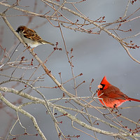 Buy canvas prints of House Sparrow and Cardinal by Luc Novovitch