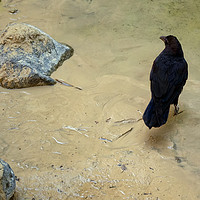 Buy canvas prints of Two Rocks and a Raven by Luc Novovitch