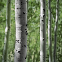 Buy canvas prints of Aspen Trees at Sunrise by Luc Novovitch