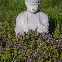 Buy canvas prints of Lopburi Style Buddha by Luc Novovitch