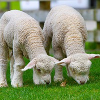 Buy canvas prints of Small cute lambs by Daniel Kesh