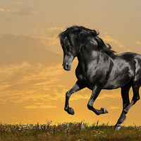 Buy canvas prints of Black horse by Daniel Kesh