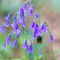 Buy canvas prints of Bumble bee visiting bluebells by Graham Prentice