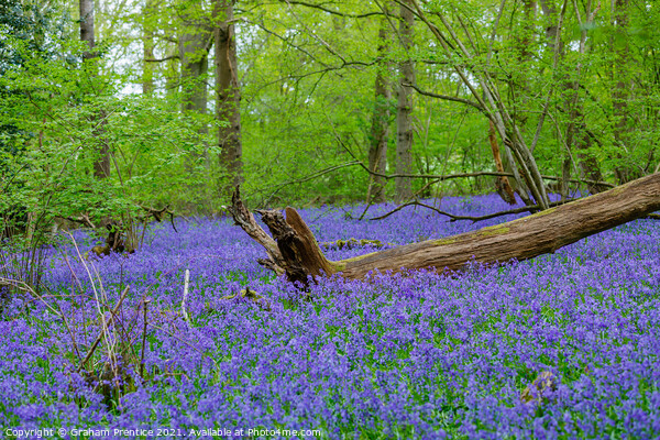 Bluebell Woods Picture Board by Graham Prentice