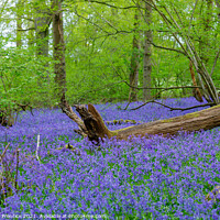 Buy canvas prints of Bluebell Woods by Graham Prentice