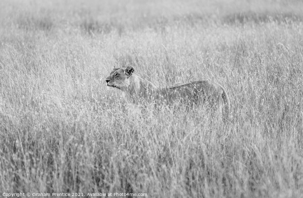 Alert Lioness Hunting Picture Board by Graham Prentice