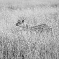 Buy canvas prints of Alert Lioness Hunting by Graham Prentice