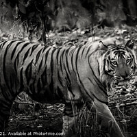Buy canvas prints of Bengal Tiger by Graham Prentice