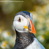 Buy canvas prints of Atlantic Puffin by Graham Prentice
