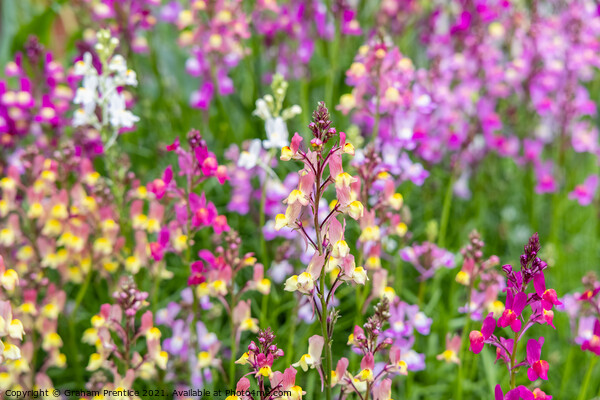 Linaria 'Northern Lights' Picture Board by Graham Prentice