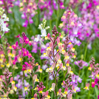 Buy canvas prints of Linaria 'Northern Lights' by Graham Prentice