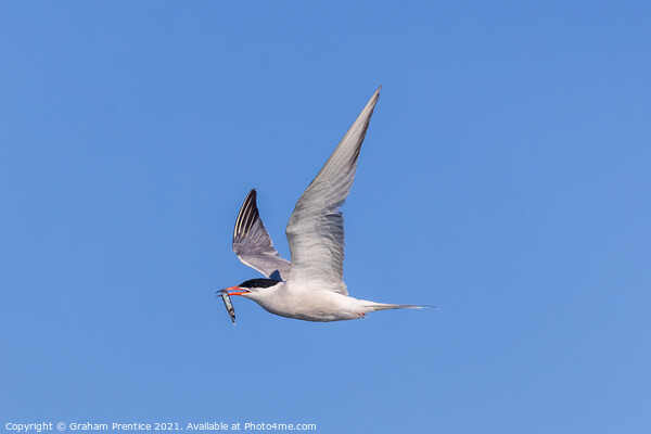 Roseate Tern with Fish Picture Board by Graham Prentice