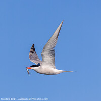 Buy canvas prints of Roseate Tern with Fish by Graham Prentice