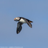 Buy canvas prints of Puffin with Sand Eels by Graham Prentice