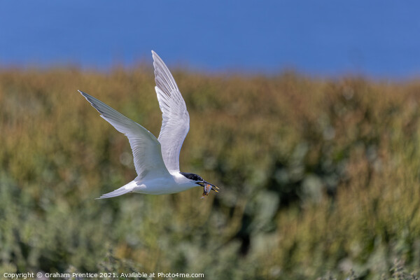 Roseate Tern with Fish Picture Board by Graham Prentice