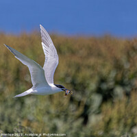 Buy canvas prints of Roseate Tern with Fish by Graham Prentice