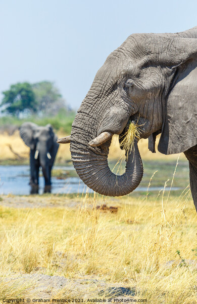 African Bush Elephant Feeding Picture Board by Graham Prentice