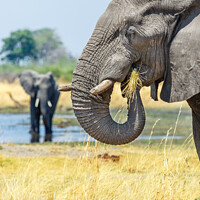 Buy canvas prints of African Bush Elephant Feeding by Graham Prentice